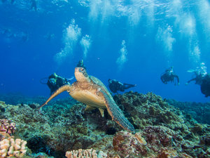 extended-shore